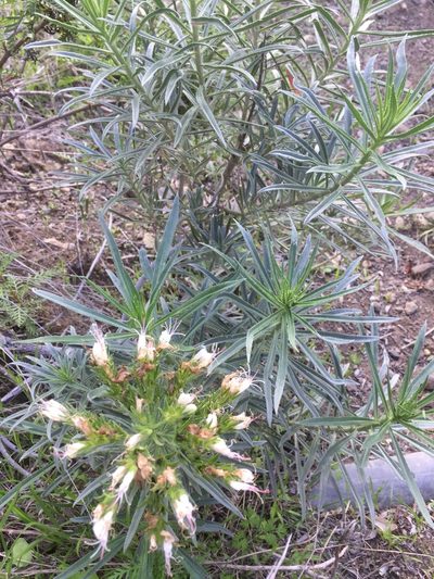 Echium brevirame, photographed by Andre Hosper