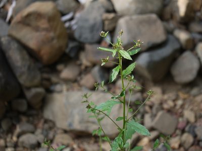 Blumea virens, photographed by Dinesh Valke
