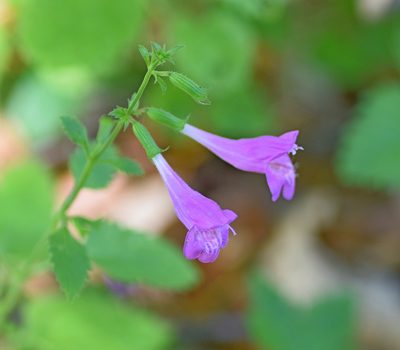 Clinopodium grandiflorum, photographed by Kostas Zontanos