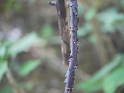 Cryptolepis dubia, photographed by Dinesh Valke