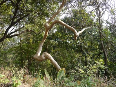 Lagerstroemia microcarpa, photographed by Dinesh Valke
