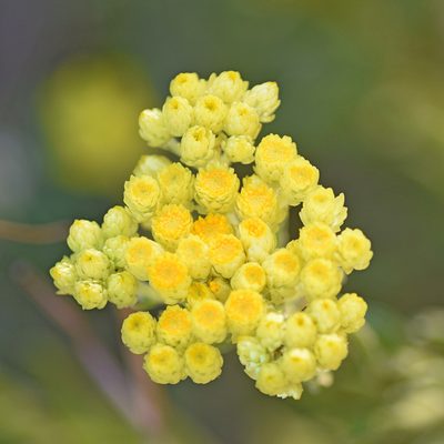 Helichrysum plicatum, photographed by Kostas Zontanos