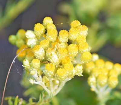 Helichrysum plicatum, photographed by Kostas Zontanos