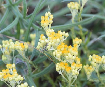 Helichrysum plicatum, photographed by Kostas Zontanos