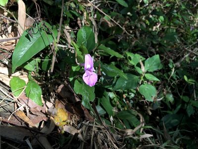Dicliptera tinctoria, photographed by Cheng-Tao Lin