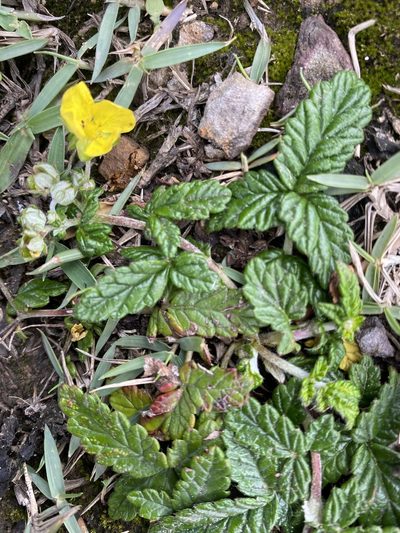 Potentilla discolor, photographed by 古淑玲