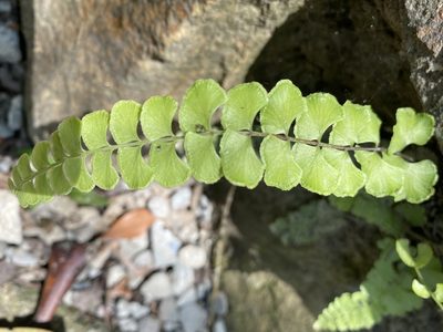 Lindsaea orbiculata, photographed by 古淑玲