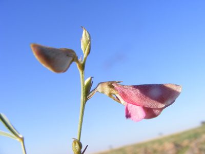 Tephrosia longipes, photographed by Andrew Deacon