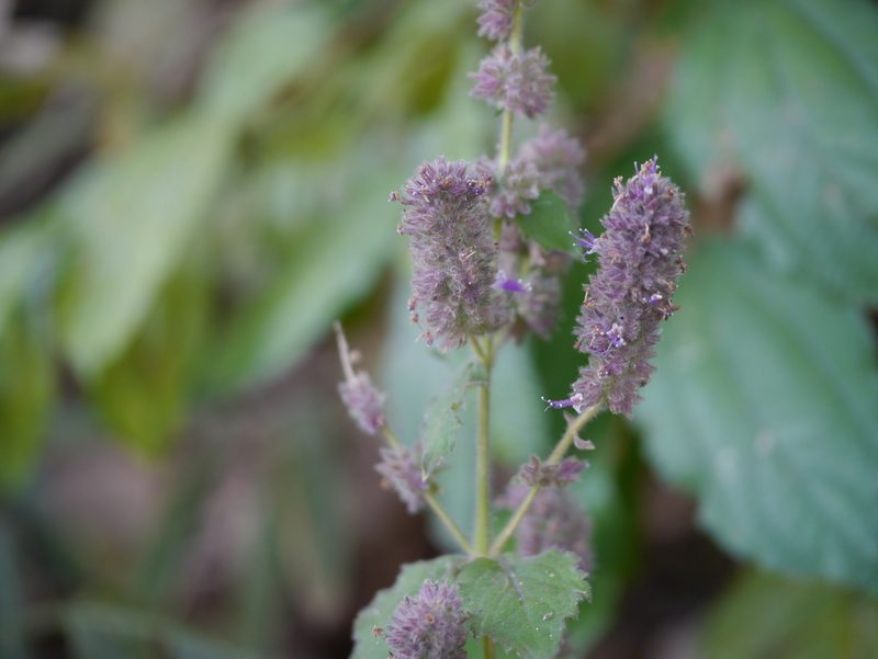Pogostemon pubescens, photographed by Dinesh Valke