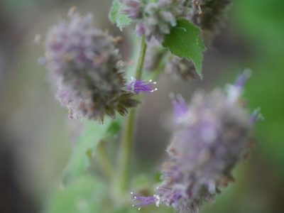 Pogostemon pubescens, photographed by Dinesh Valke