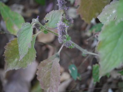 Pogostemon pubescens, photographed by Dinesh Valke