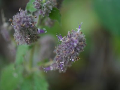 Pogostemon pubescens, photographed by Dinesh Valke