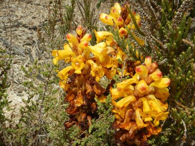 Cistanche phelypaea