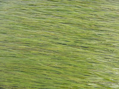 Zostera noltii, photographed by Duarte Frade