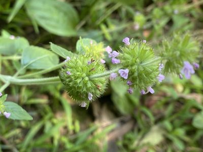 Clinopodium chinense, photographed by 古淑玲