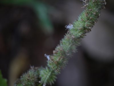 Pogostemon purpurascens, photographed by Dinesh Valke