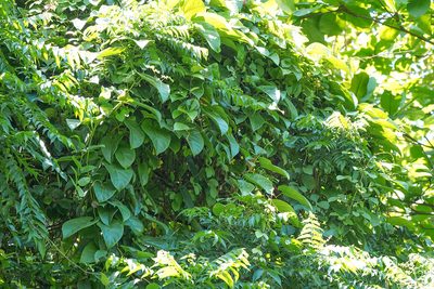 Aristolochia acuminata, photographed by Cheongweei Gan