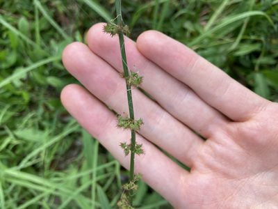 Rumex brownii, photographed by Thomas Mesaglio