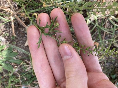 Lepidium bonariense, photographed by Thomas Mesaglio