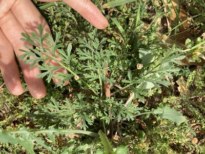 Lepidium bonariense, photographed by Thomas Mesaglio