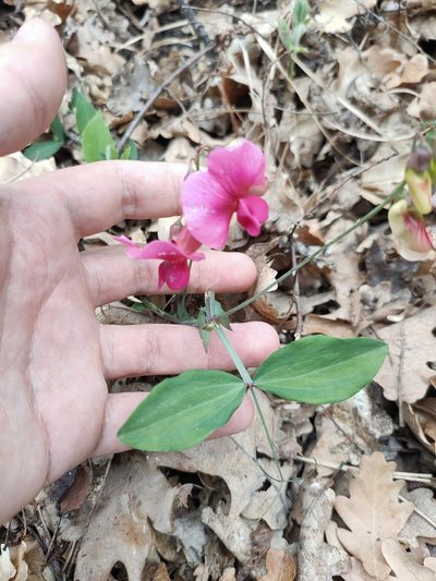 Lathyrus rotundifolius, photographed by Евгений Егорейченков