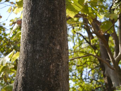 Terminalia bellirica, photographed by Dinesh Valke