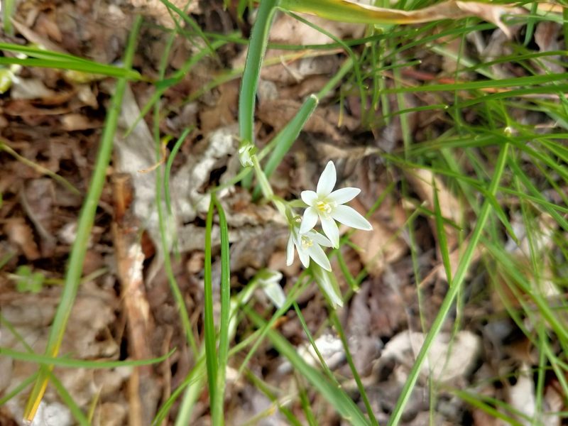 Ornithogalum fimbriatum, photographed by Евгений Егорейченков