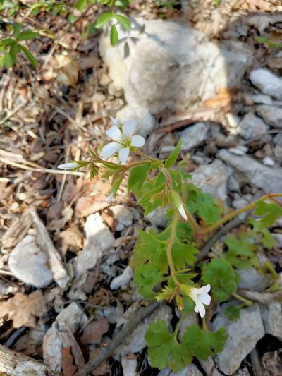 Saxifraga irrigua, photographed by Евгений Егорейченков