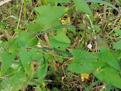 Convolvulus sagittatus, photographed by Hildegard Klein