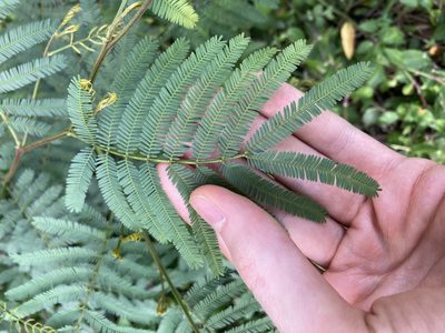Acacia parramattensis, photographed by Thomas Mesaglio