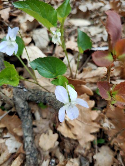Viola sieheana, photographed by Евгений Егорейченков