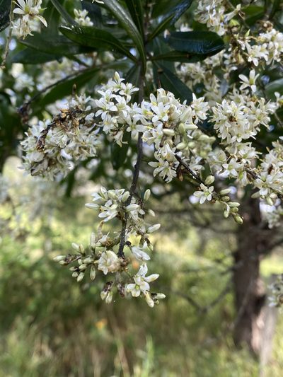 Bursaria incana, photographed by Greg Tasney