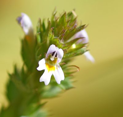 Euphrasia pectinata, photographed by Kostas Zontanos