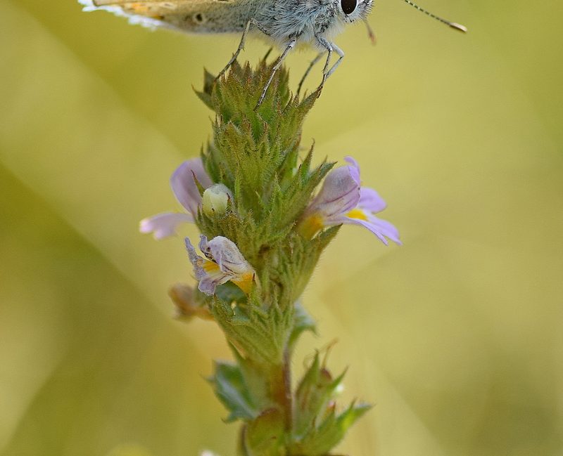 Euphrasia pectinata, photographed by Kostas Zontanos