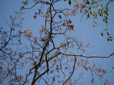 Mallotus polycarpus, photographed by Dinesh Valke