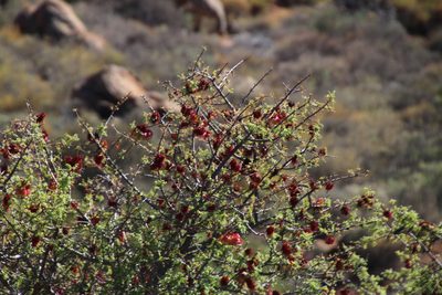 Erythrophysa alata, photographed by Tony Rebelo