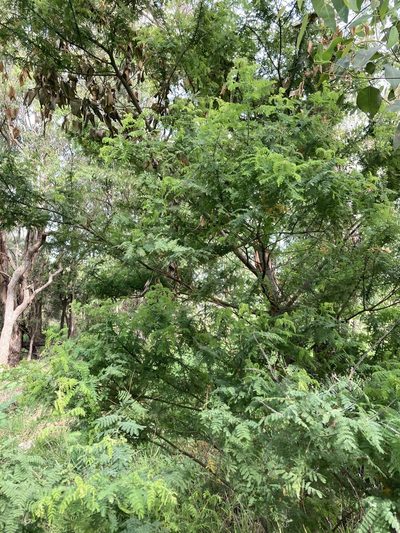 Acacia pubescens, photographed by Thomas Mesaglio