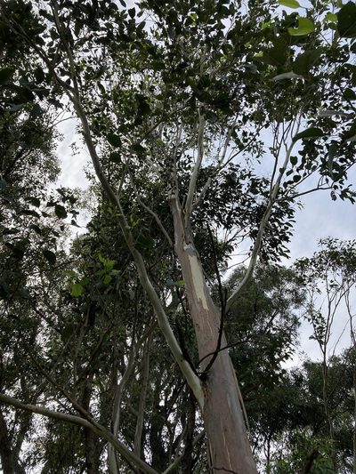 Eucalyptus amplifolia, photographed by Thomas Mesaglio