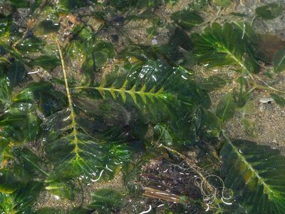 Halophila spinulosa, photographed by Cheongweei Gan
