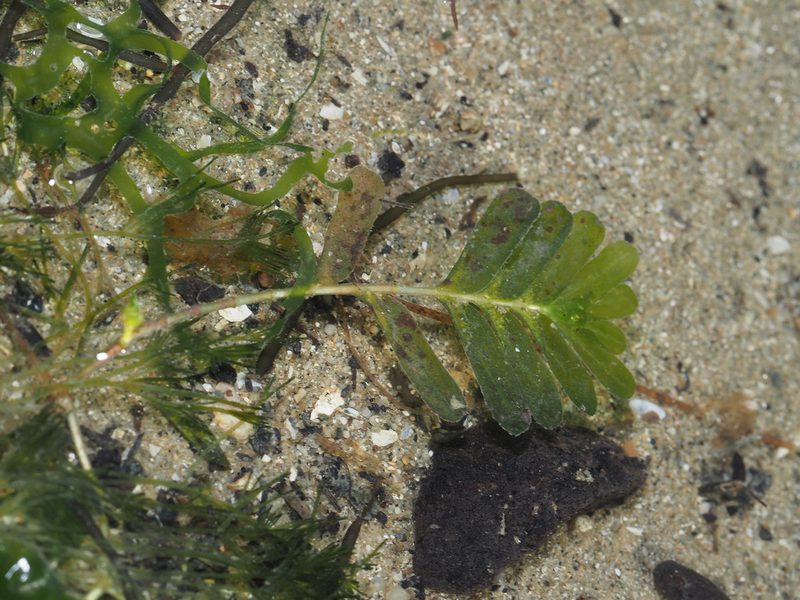 Halophila spinulosa, photographed by Cheongweei Gan
