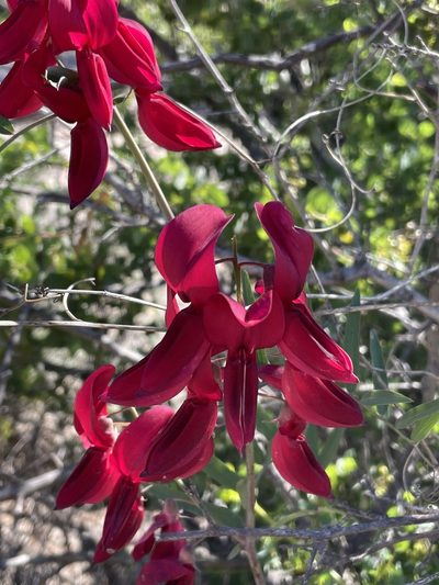 Lathyrus splendens, photographed by Sula Vanderplank
