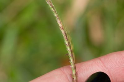 Dichanthium aristatum, photographed by Kevin Faccenda