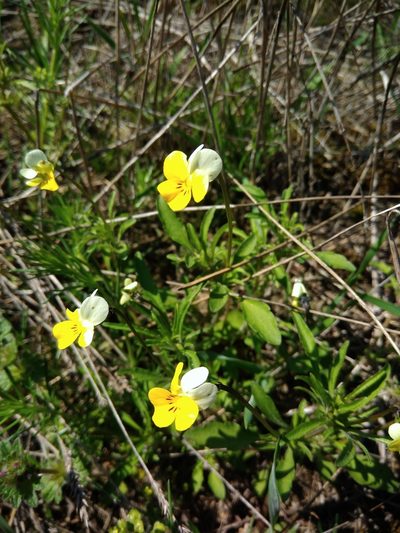 Viola hymettia, photographed by Valerii Darmostuk