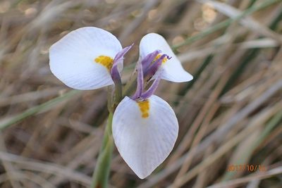 Moraea modesta, photographed by Peter Warren
