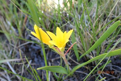 Cyrtanthus breviflorus, photographed by Peter Warren