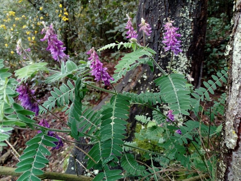 Vicia incana, photographed by Dolors Casadevall