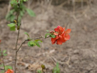 Chaenomeles japonica, photographed by Alexis Tinker-Tsavalas