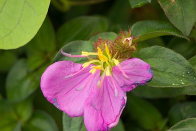 Heterotis rotundifolia, photographed by Kevin Faccenda