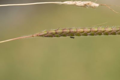 Dichanthium aristatum, photographed by Kevin Faccenda