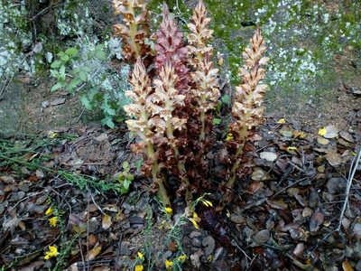 Orobanche rapum-genistae, photographed by Dolors Casadevall